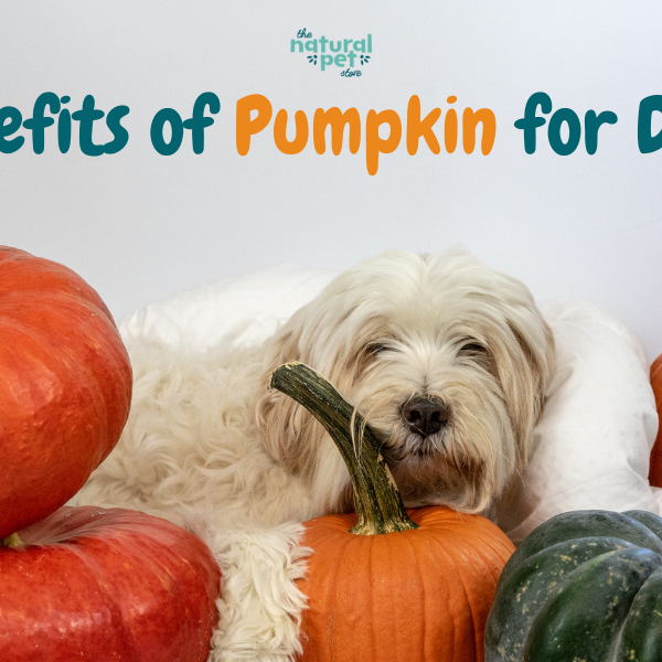 Benefits of Pumpkin for Dogs